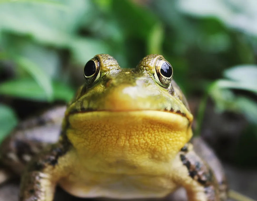 What You Need to Know Before Getting a Pet Frog