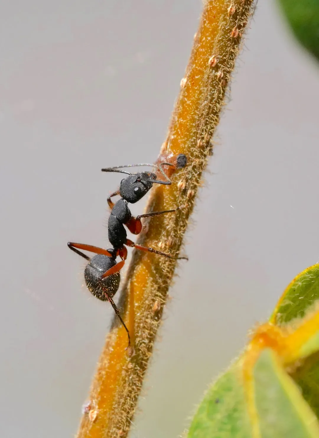 Are Bulldog Ants Really as Aggressive as They're Made Out to Be?