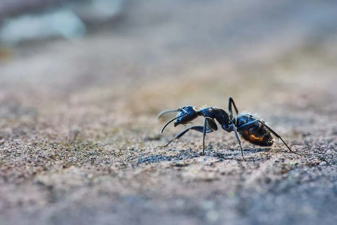 Bulldog Ants: A Closer Look at their Complex Behavior