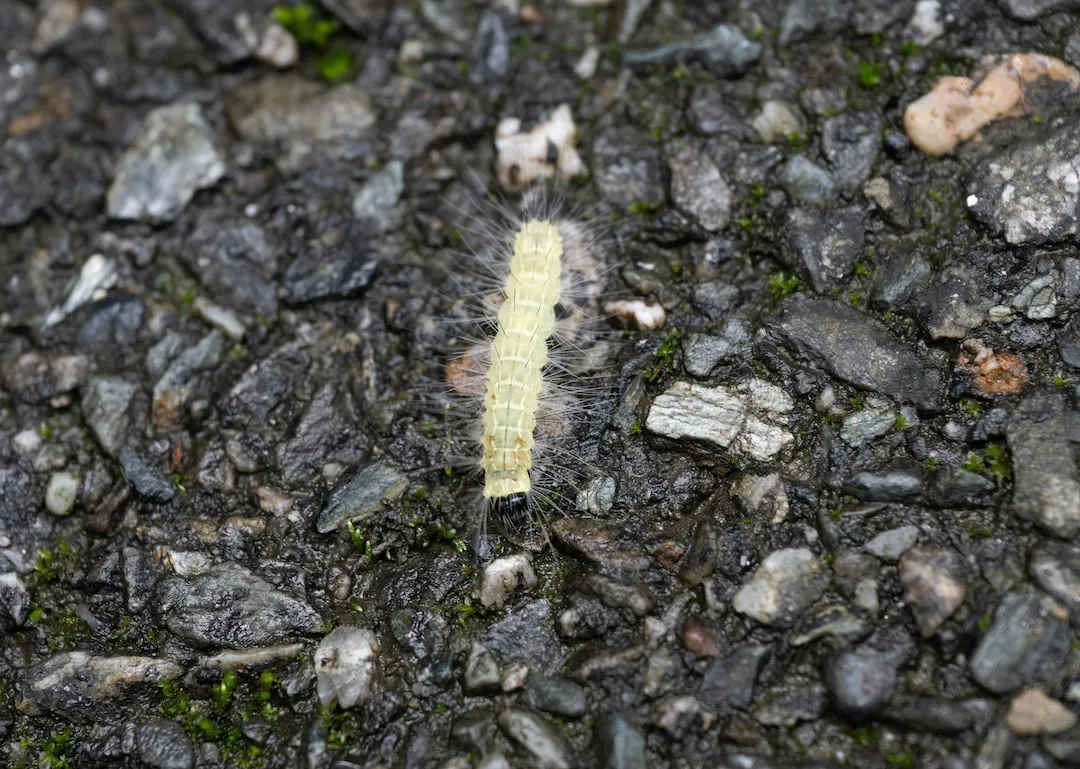 The Evolution of Centipede Venom: A Detailed Analysis
