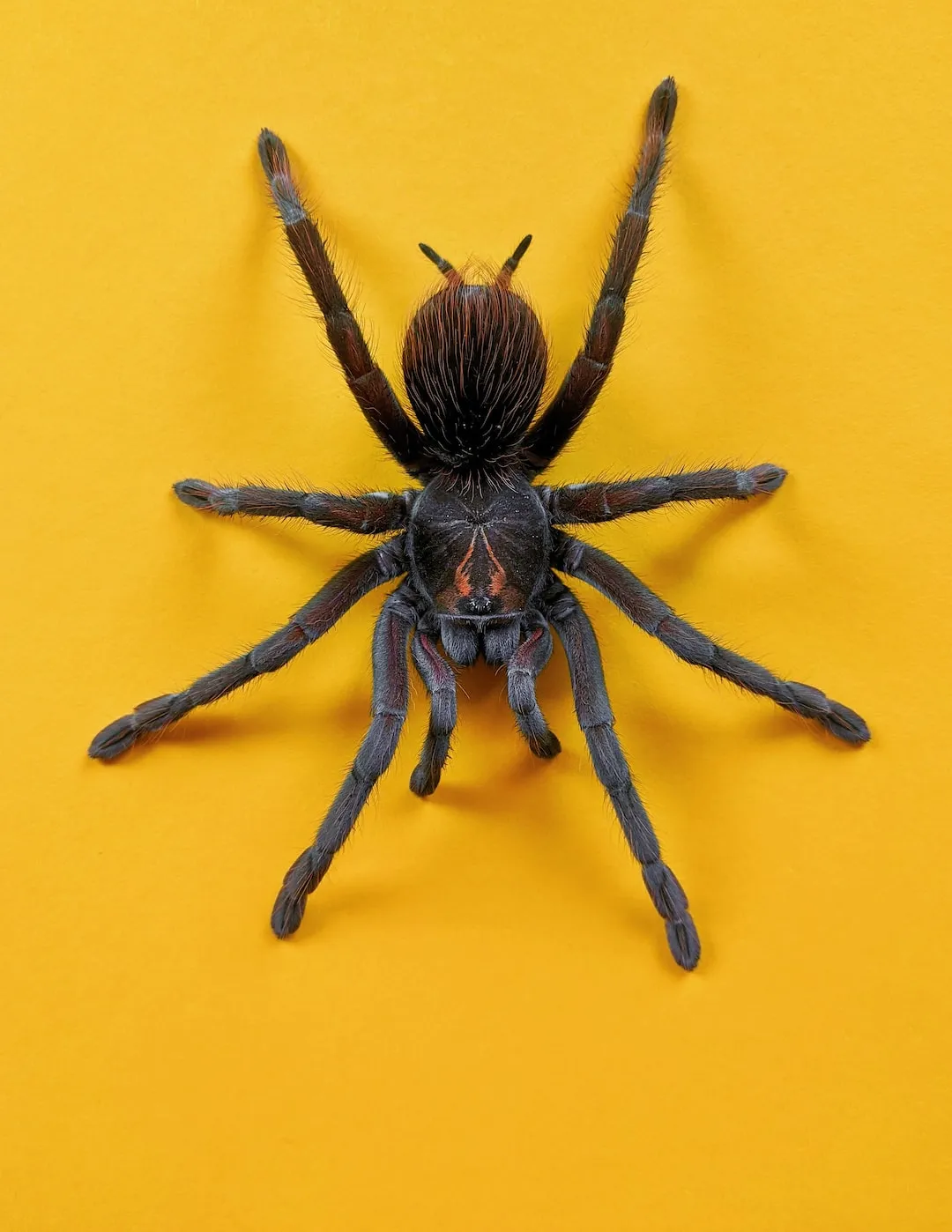Spider Safety: Keeping Venomous vs. Non-venomous Species