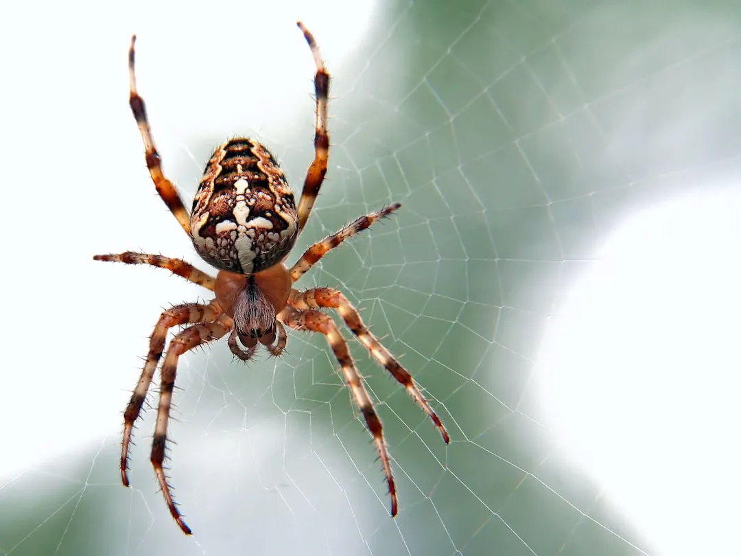Creating the Perfect Spider Habitat at Home