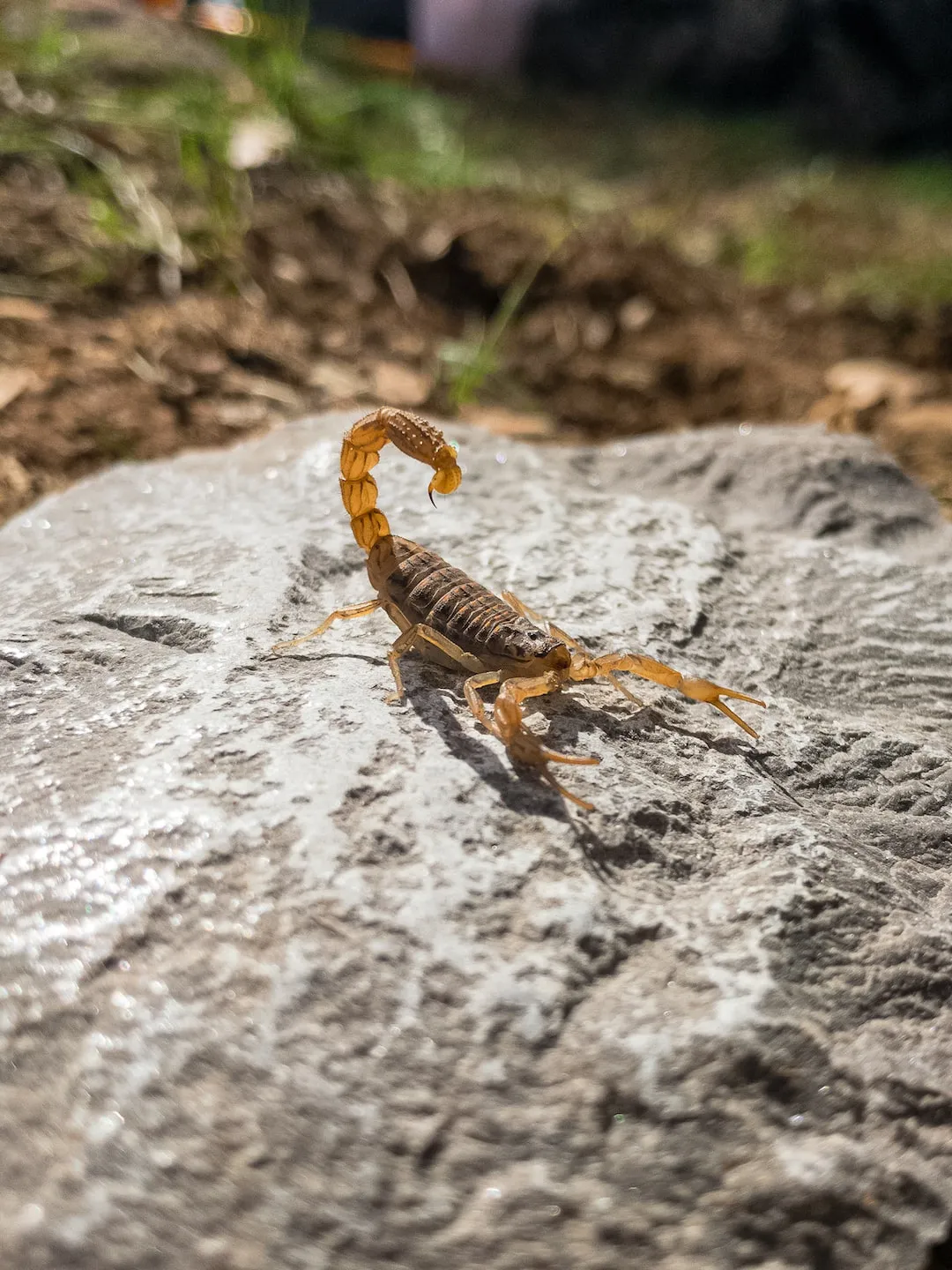 Deadly Scorpions: A Closer Look at Their Lethal Venom