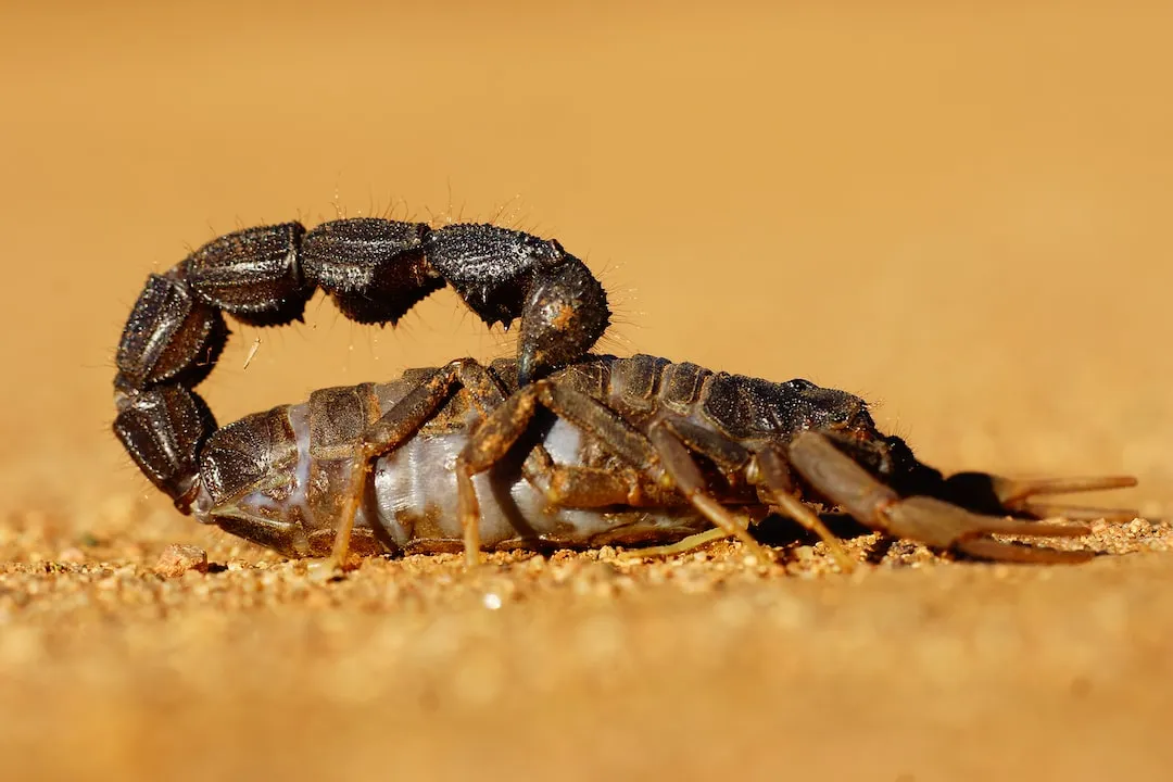 The Potent Venom of Deadly Scorpions and Its Impact on Humans