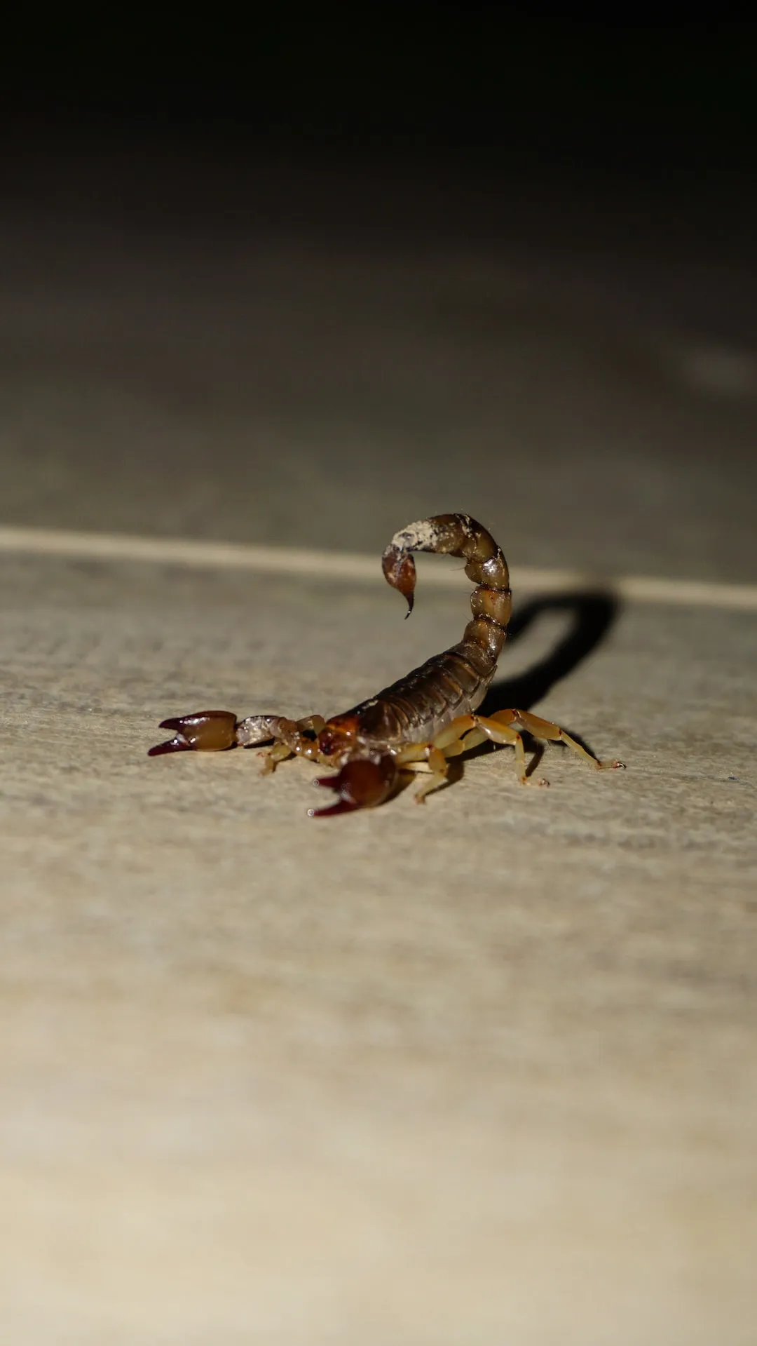 Emperor Scorpions vs. Other Scorpions: Examining the Differences