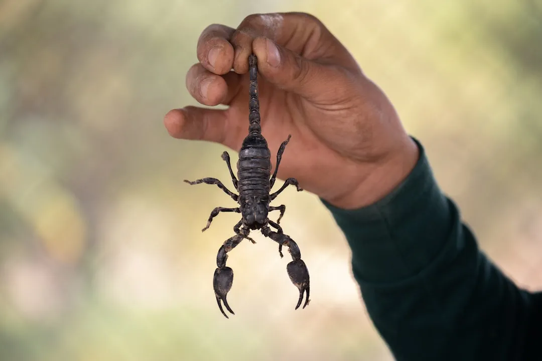 Unraveling the Mystery: Emperor Scorpions and Their Fascinating Habits