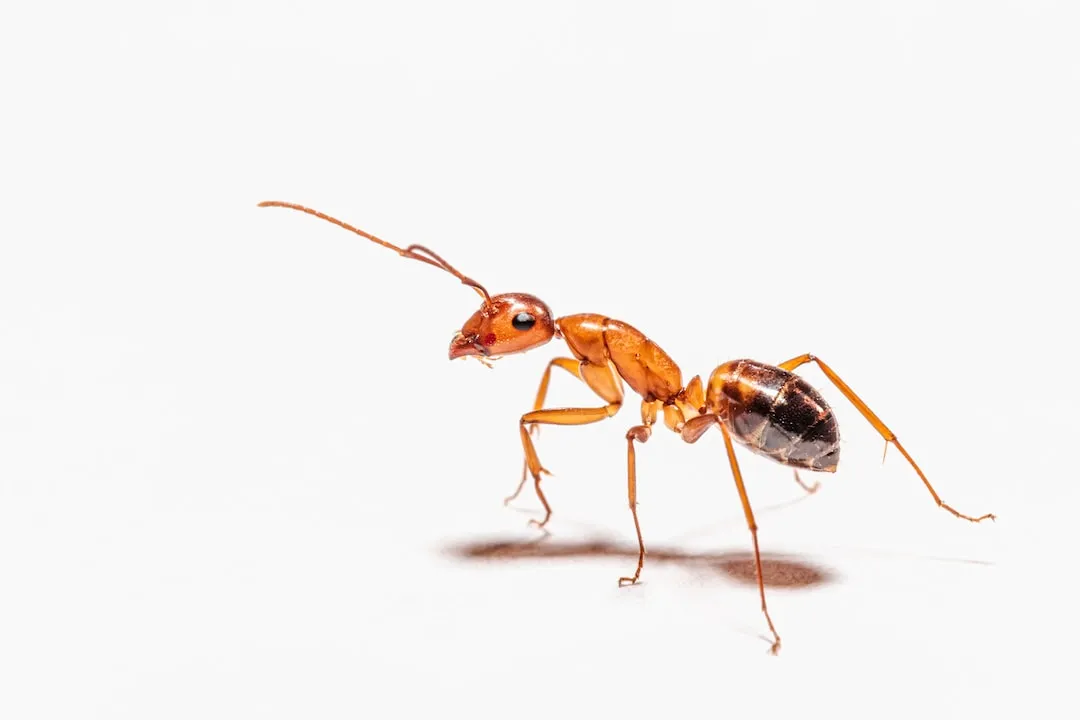How Flying Ants Differ from Regular Ants