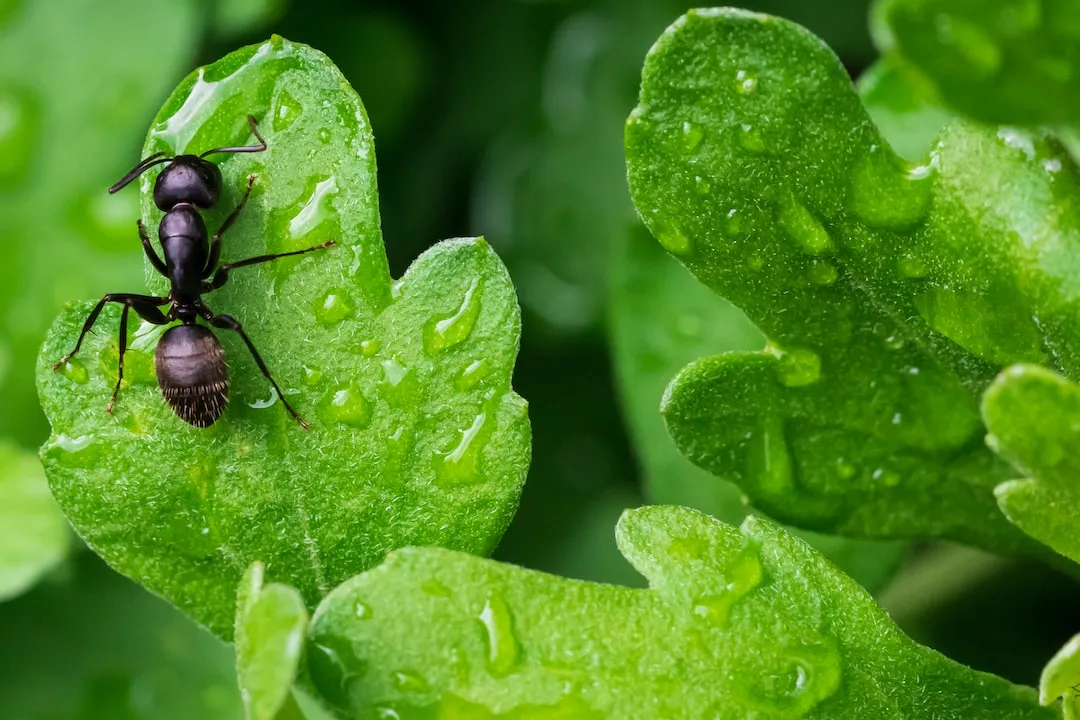 Step-by-Step Guide to Making Your Own Ant Killer at Home