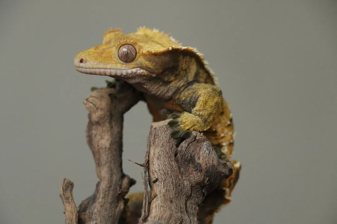 Creating the Perfect Habitat for Your Crested Gecko