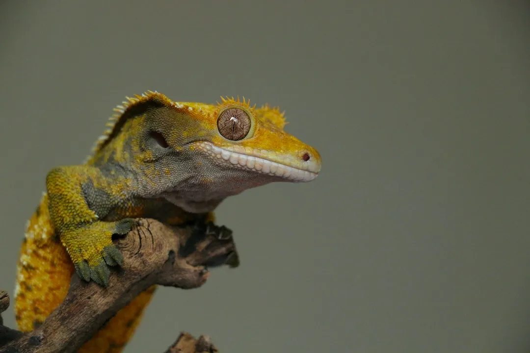 Understanding the Unique Characteristics of Crested Geckos