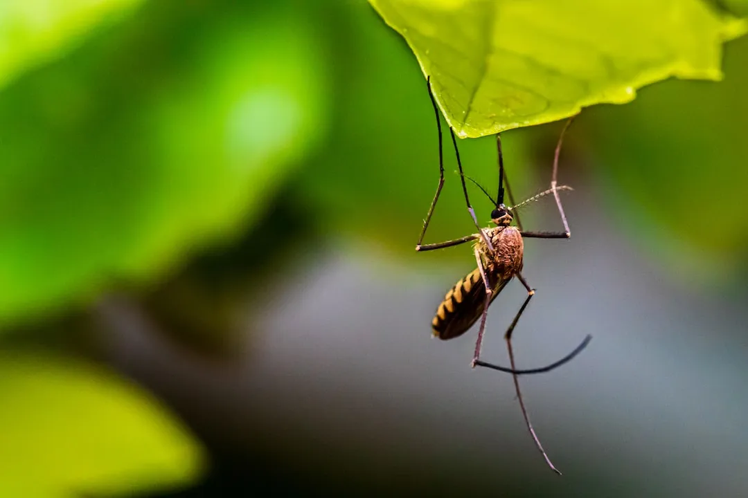 Discover the Power of Nature: Safe and Effective Mosquito Repellents