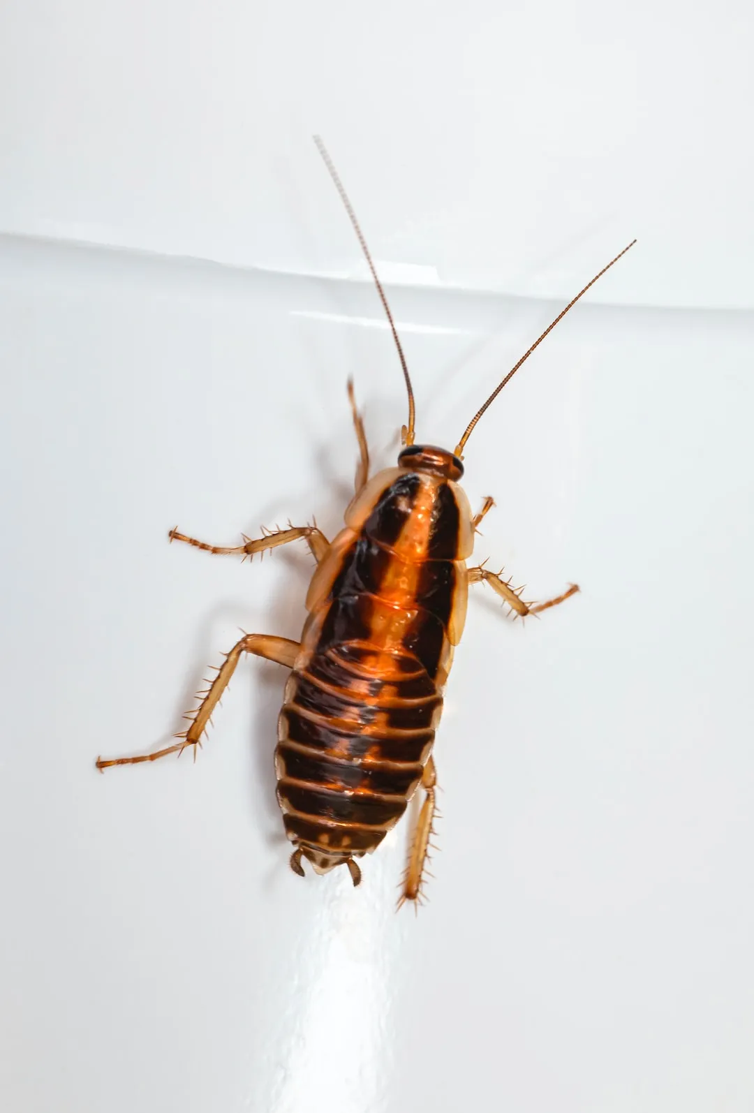 The Essential Elements for a Healthy Pet Cockroach Habitat