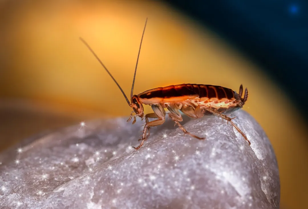 The Art of Feeding Your Pet Cockroach: Dos and Don'ts