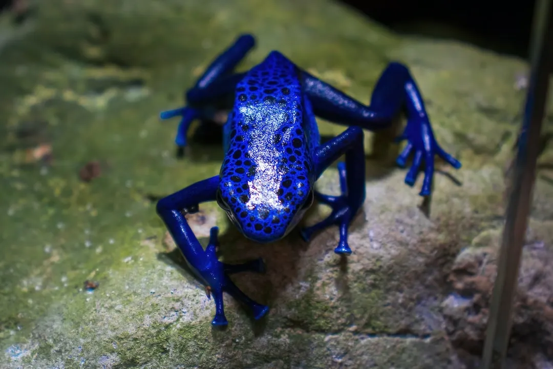 The Toxic Secret of the Blue Poison Dart Frog: Understanding its Deadly Poison
