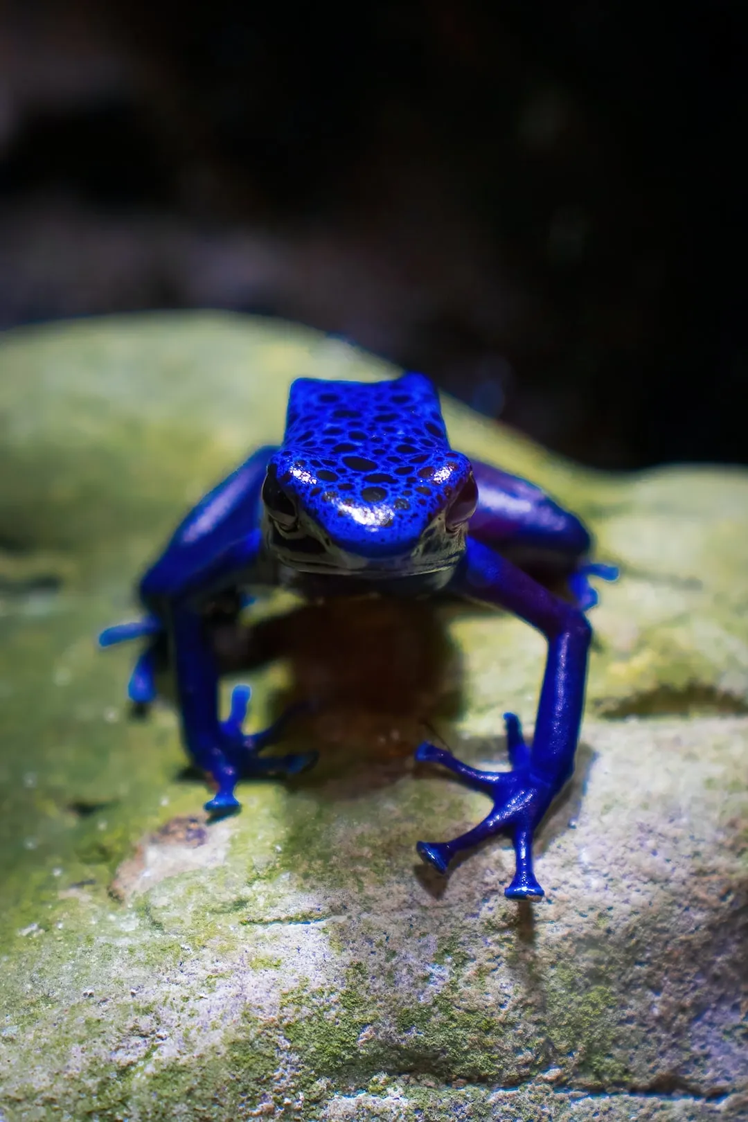 The Behavior of the Blue Poison Dart Frog: Communication and Social Interactions