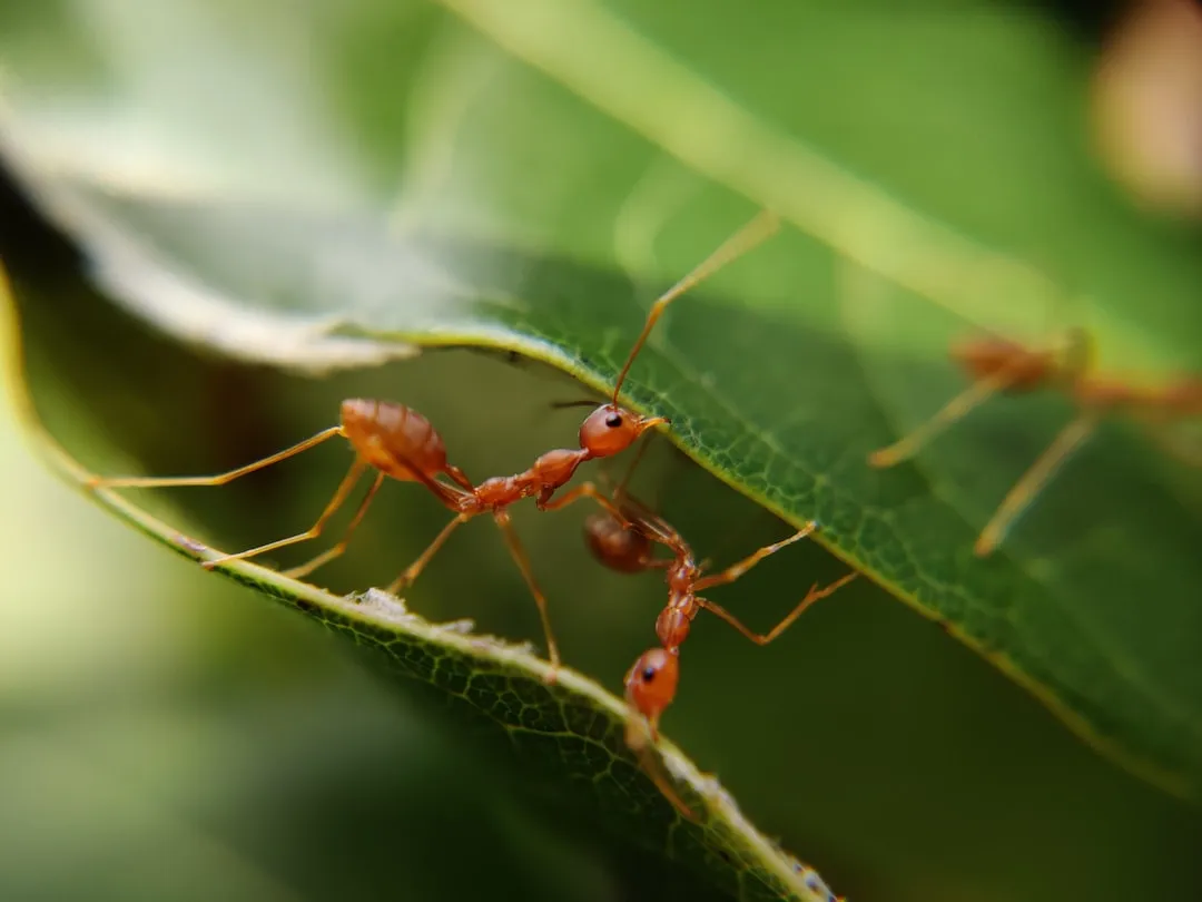 Natural remedies to control big black ants in your garden