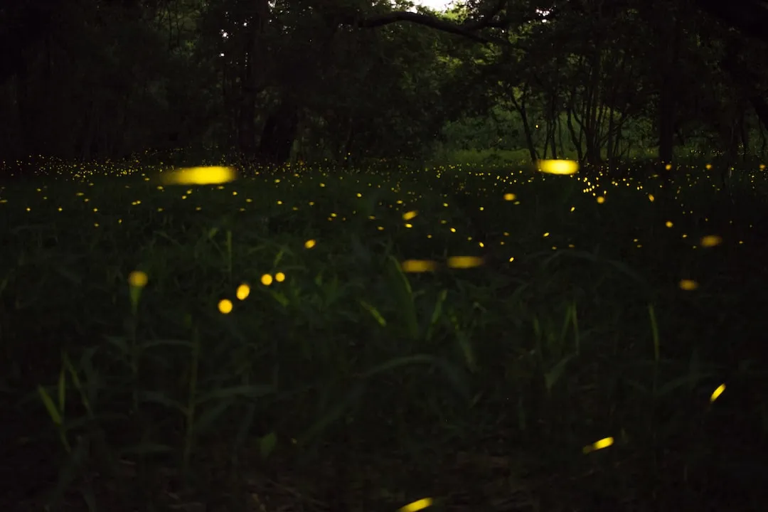 Blue Ghost Fireflies: A Nighttime Spectacle in the Insect World