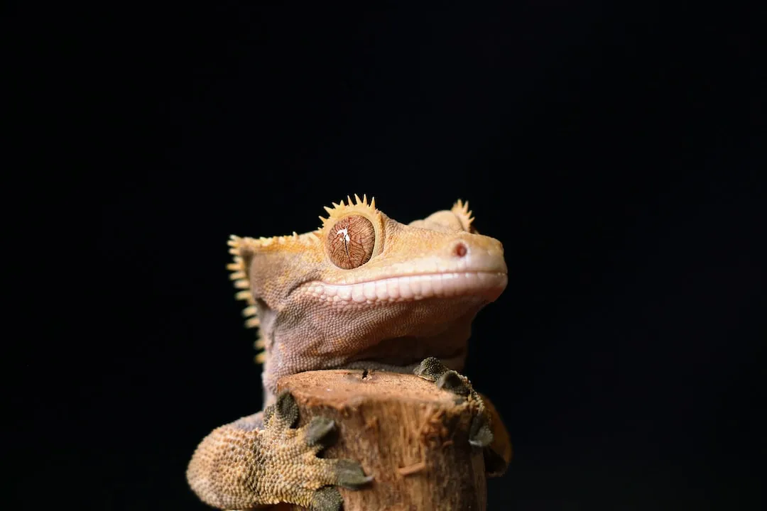 The Basics of Crested Gecko Genetics: An Introduction to Understanding Their Inheritance