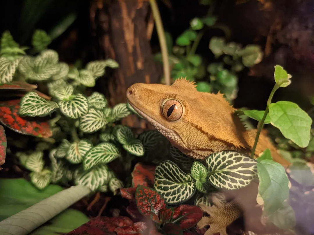 Breeding Strategies for Manipulating Crested Gecko Genetic Traits