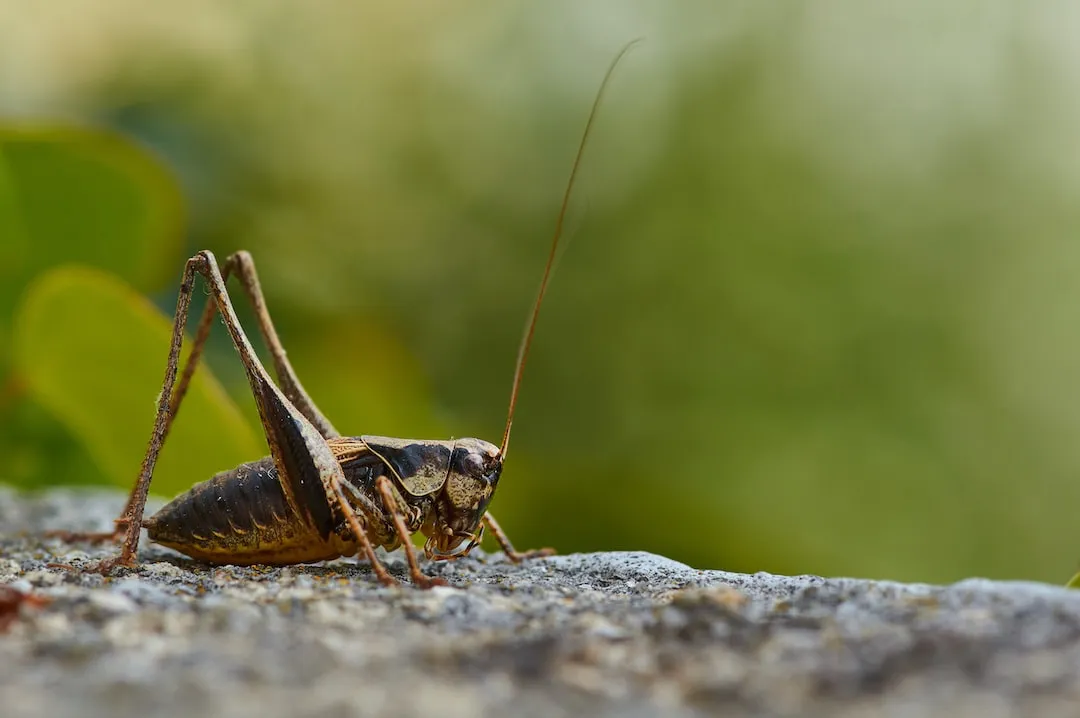 Bugs in Your Dessert: Uncovering the Surprising Popularity of Chocolate Covered Crickets