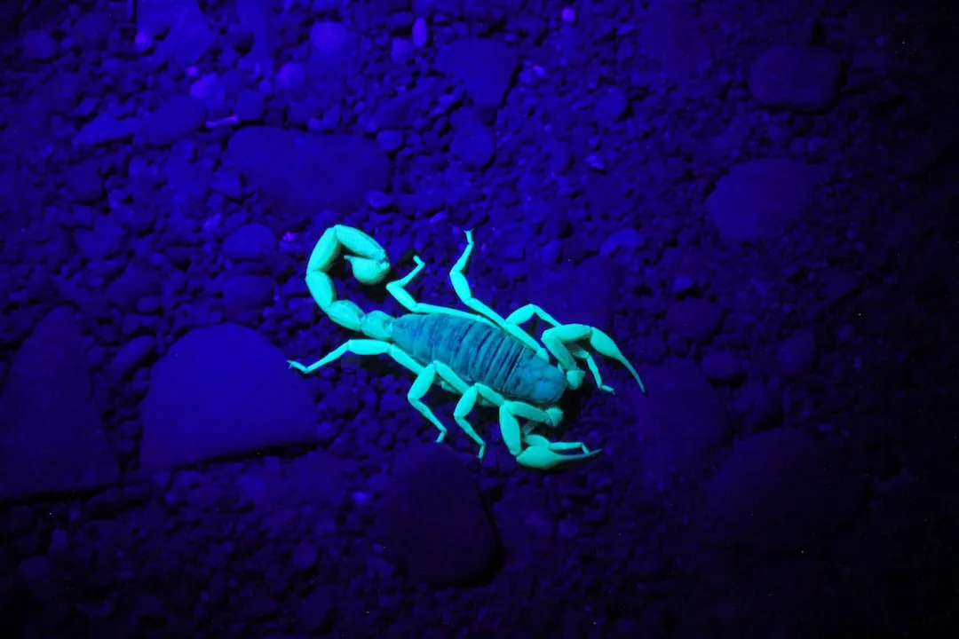Top Reasons Why Emperor Scorpions are Ideal Pets for Beginners