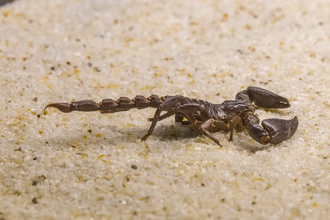 Beginner's Guide: Choosing and Caring for Emperor Scorpions as Pets